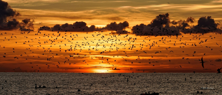 Aidiyet Duygusu Nedir?