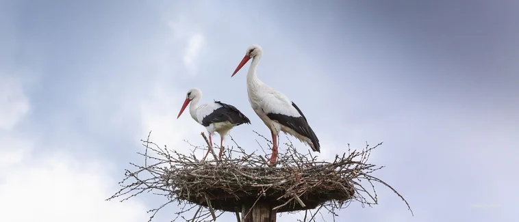 Biten Evlilik Belirtileri Nelerdir? Bitmeye Mahkum mu?