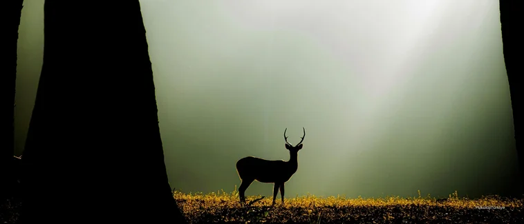 Çekingen Kişilik Bozukluğu Belirtileri ve Tedavisi