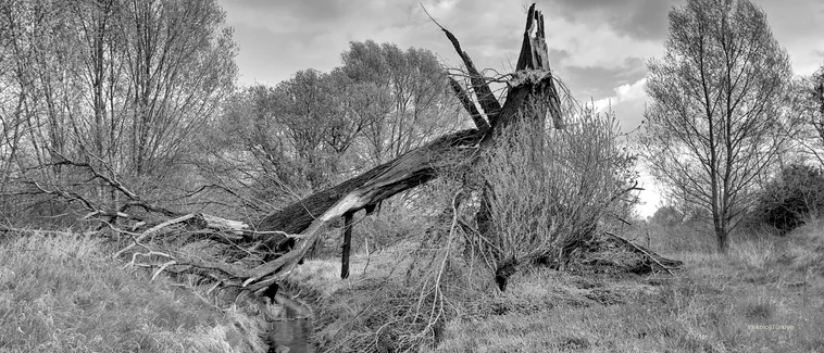 Çocukluk Çağı Travmaları ve Yetişkinliğe Etkileri