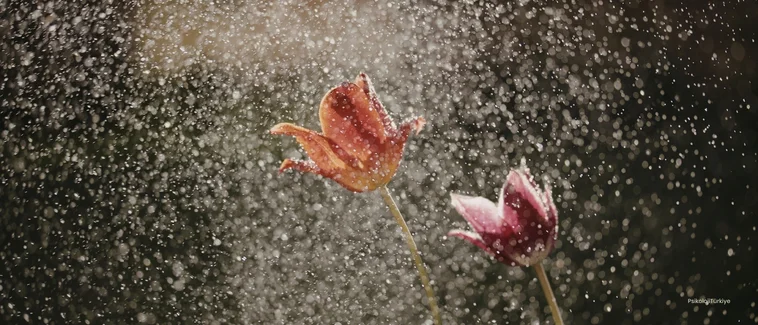 Duygusal Yeme Bozukluğu Nedir? Belirtileri ve Tedavisi