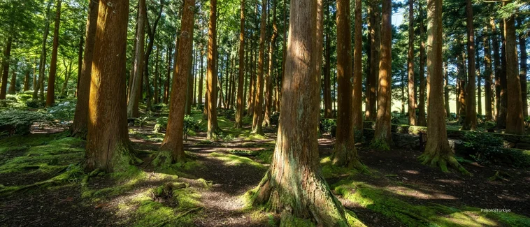 Gülümseyen (Atipik) Depresyon Belirtileri ve Tedavisi