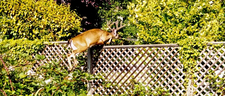 Kaçıngan Bağlanma Nedir? Belirtileri ve Çözüm Yolları