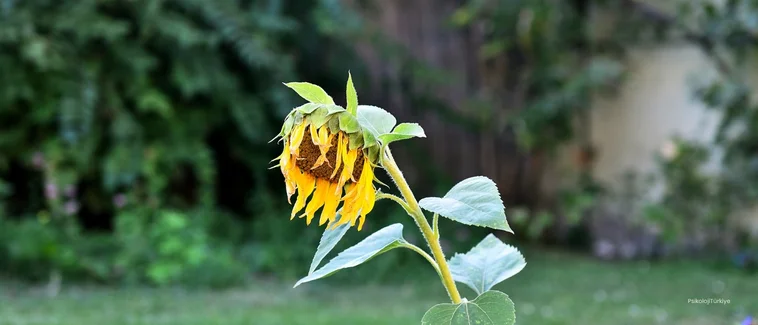 Kadınlarda Depresyon Belirtileri Nelerdir?