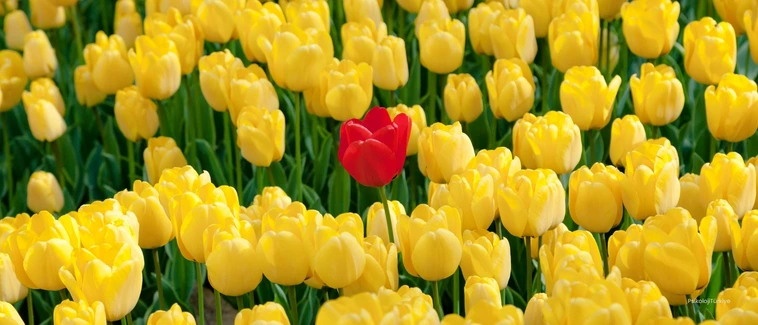 Kültür Şoku Nedir? Nasıl Başa Çıkılır