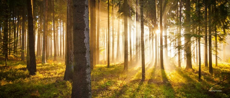 Lohusa Depresyonu Nedir? Belirtileri ve Tedavisi