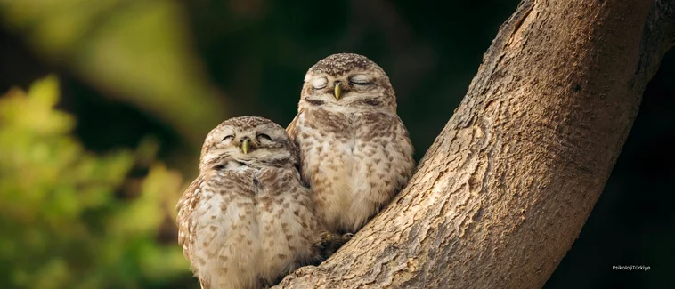 Mahşerin 4 Atlısı: İlişkilerde Çatışmanın Çözümü