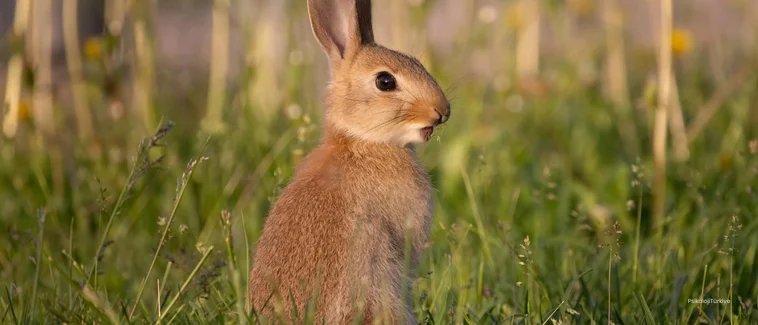 Obsesif Kompulsif Bozukluk (OKB) Belirtileri ve Tedavisi