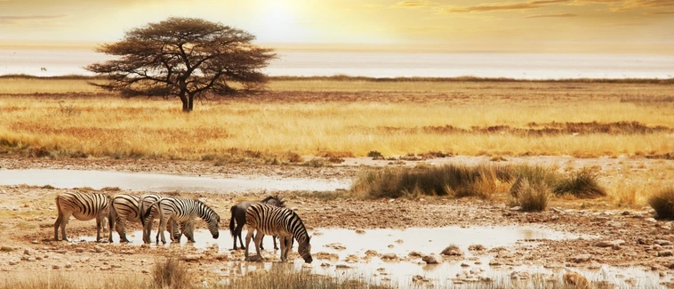Özgül Fobi Nedir? Örnekleri Nelerdir?