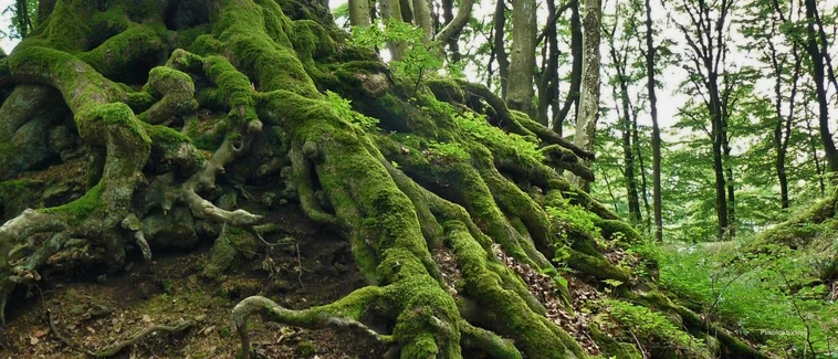 Psikoloji Nedir? Psikolojik Alt Dalları Nelerdir?