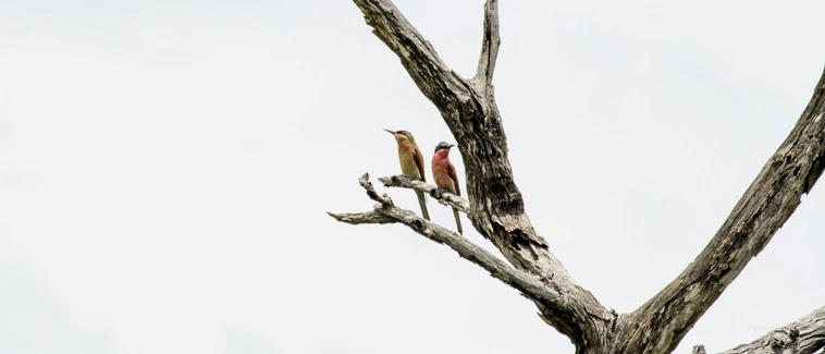 İlişkilerde Sadakatsizlik Nedir?