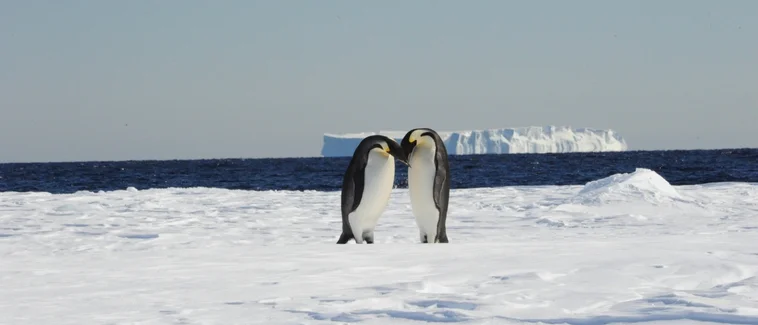 Temas Bağımlılığı Belirtileri, Nedenleri ve tedavisi